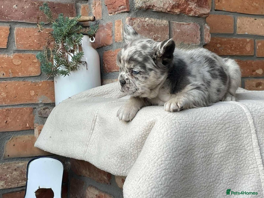French Bulldog dogs for sale: Fluffy French Bulldog Puppies  - Image 5