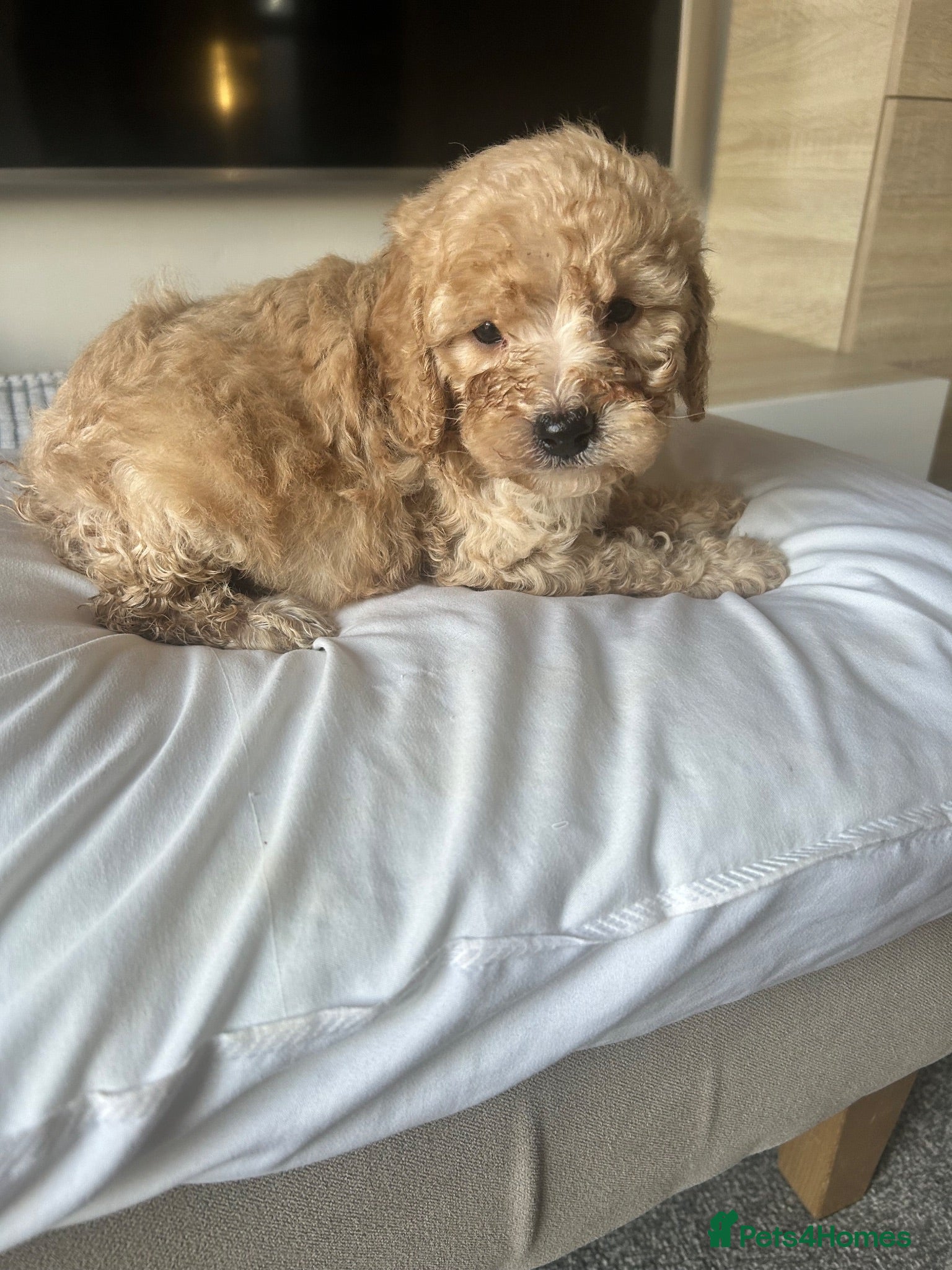 Cavapoo dogs Adorable Cavapoo pups - Advert 2