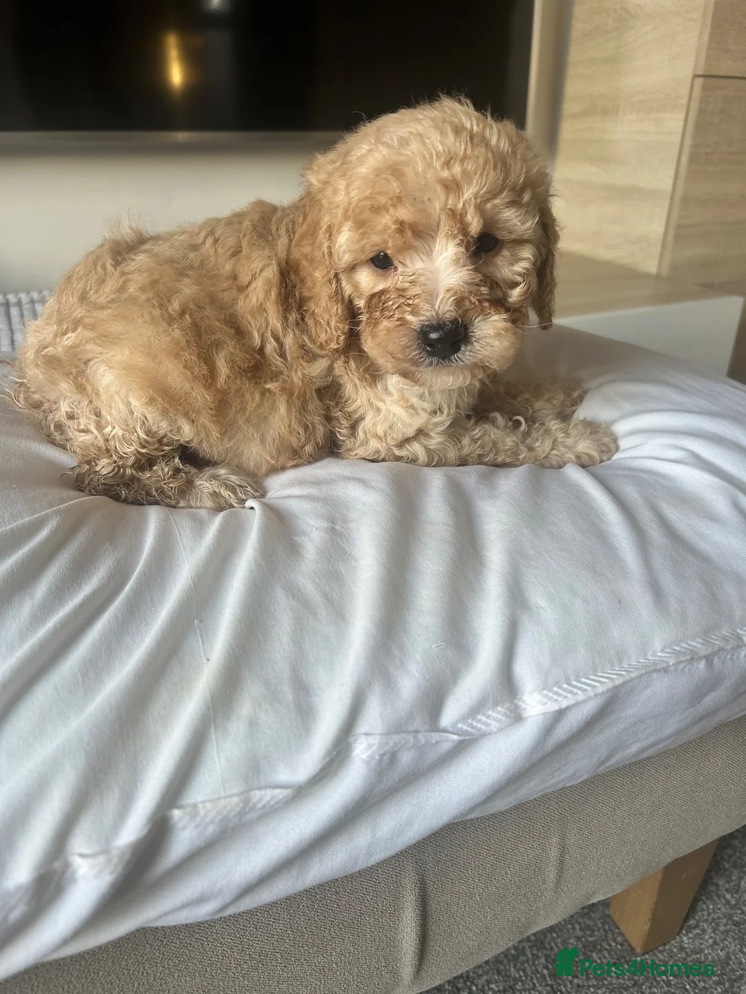 Cavapoo dogs for sale: Adorable Cavapoo pups - Advert 2