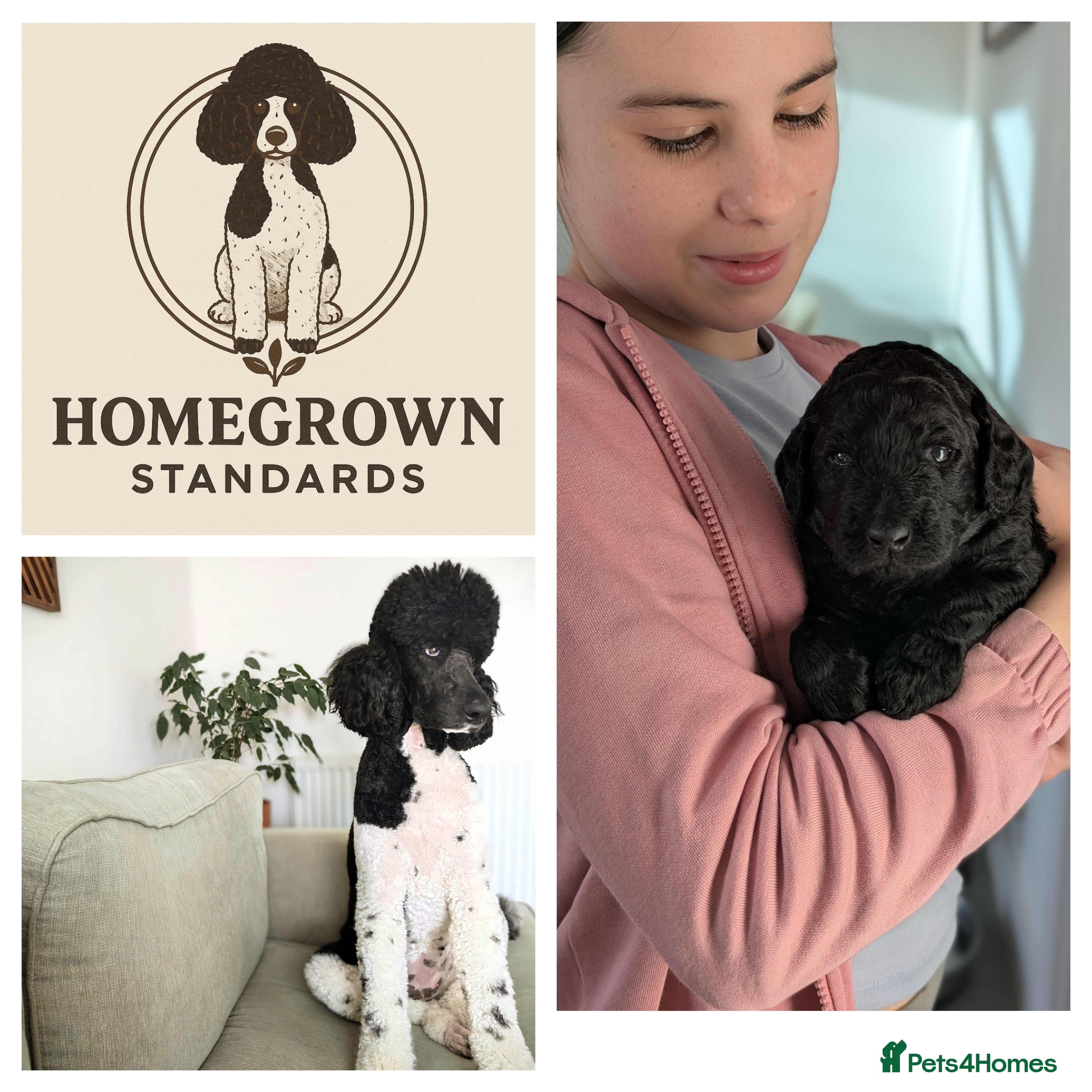 Standard Poodle dogs Parti KC Reg Standard Poodle Puppies - Advert 2