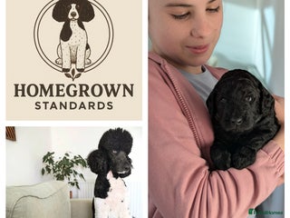 Standard Poodle dogs Parti KC Reg Standard Poodle Puppies - Advert 15