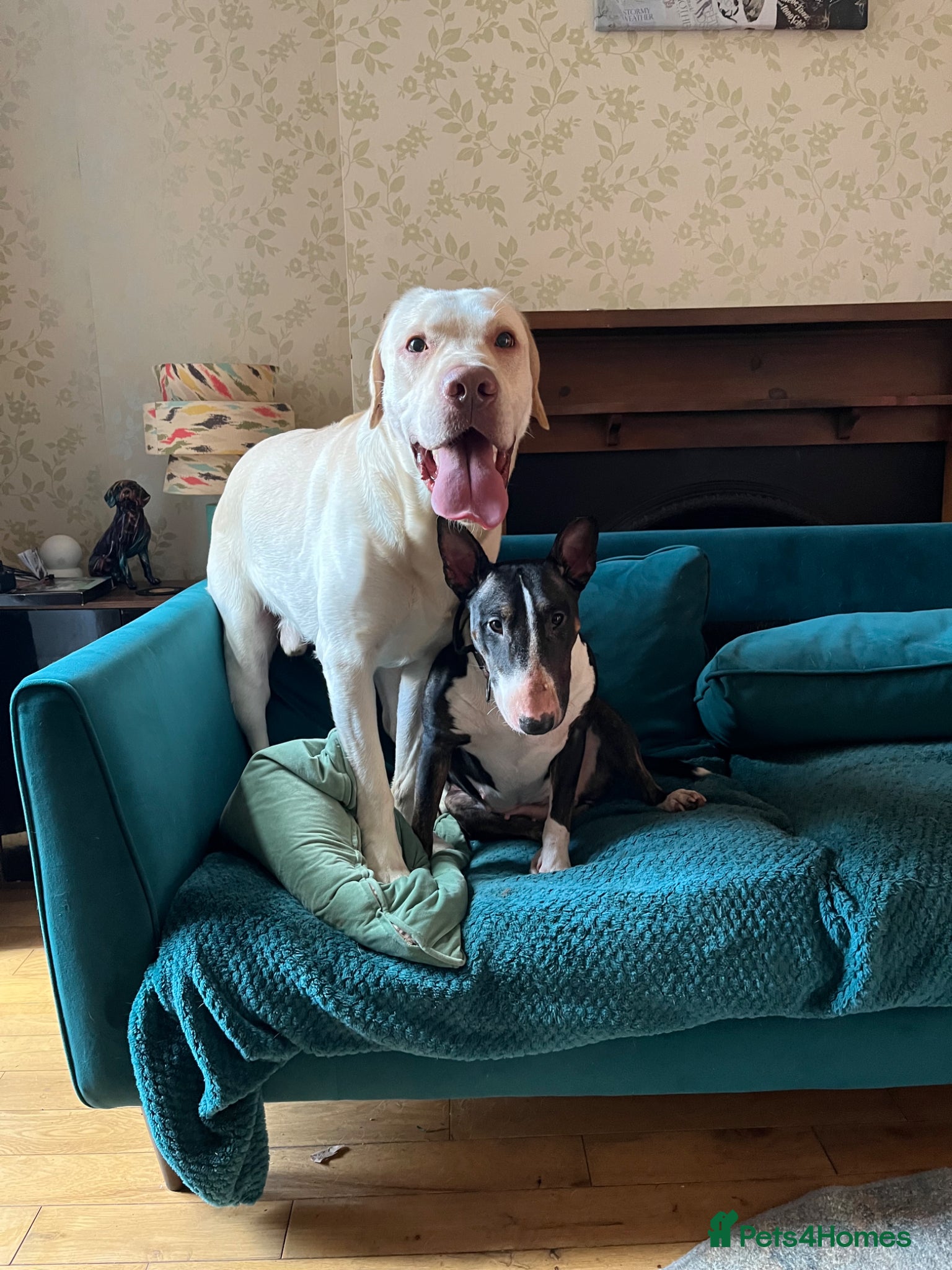 Mixed Breed dogs 2 boys . Cross Labrador and English bull terrier  - Advert 4