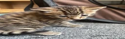 Mixed Breed cats for sale: Kittens For Sale - Advert 10
