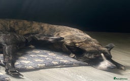Mixed Breed dogs for sale: Lovely lady looking for good home - Image 2