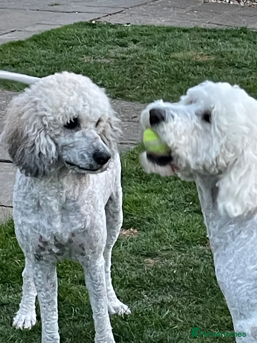 Mixed Breed dogs for sale: St Berdoodle F1b - Advert 2