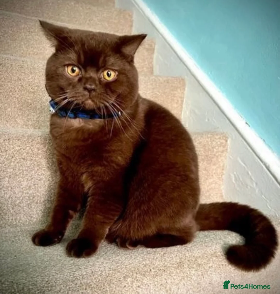 British Shorthair cats for sale: STUNNING TORTOISESHELL BRITISH SHORTHAIR  - Advert 6