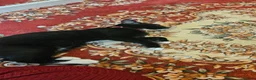 Mixed Breed cats for sale: Female microchiped and nuetud  - Advert 5