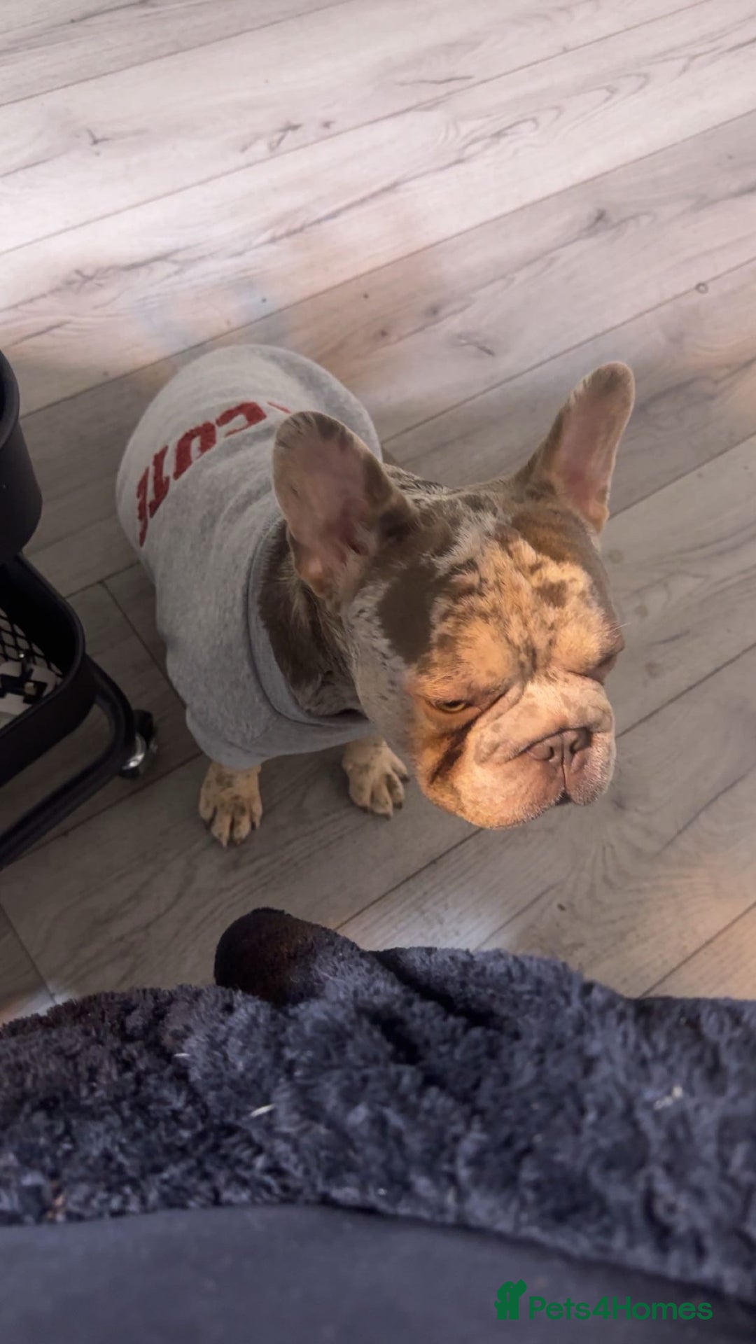 French Bulldog dogs for sale: 1 year old Isabelle Merle friendly frenchie  - Image 2
