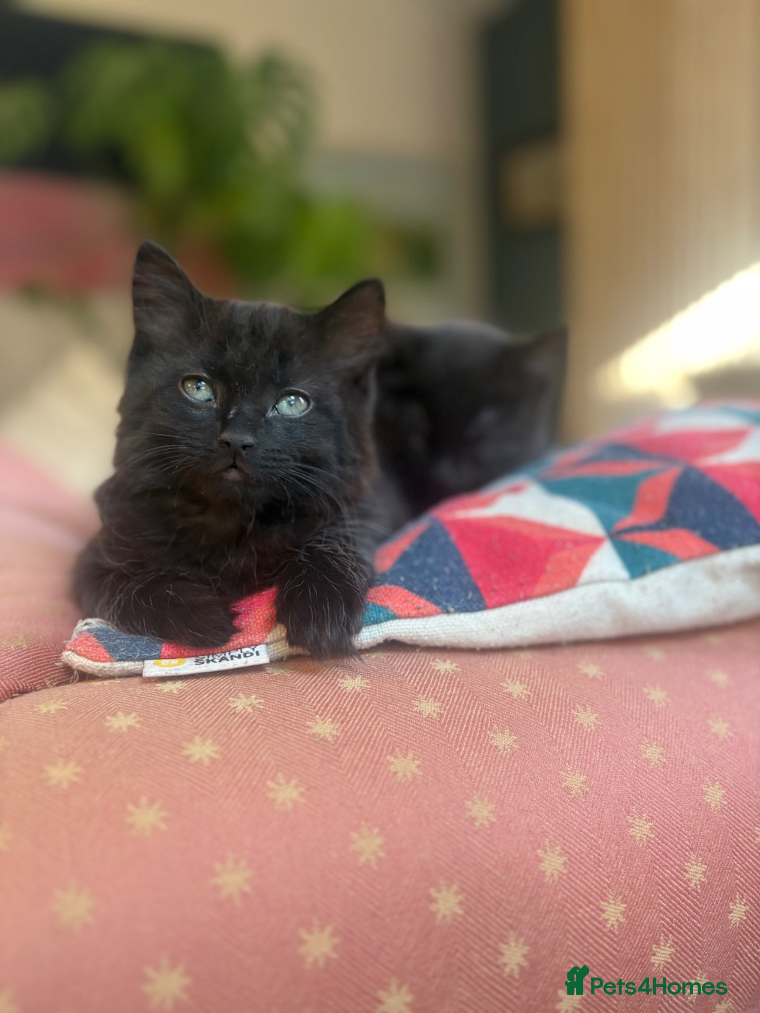 Mixed Breed cats 2 male kittens - Advert 10