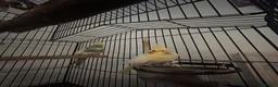 Cockatiels birds for sale: 2 beautiful cockatiels  in St Albans - Advert 2