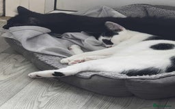 Mixed Breed cats for sale: Bonded 6 month Siblings - Image 2