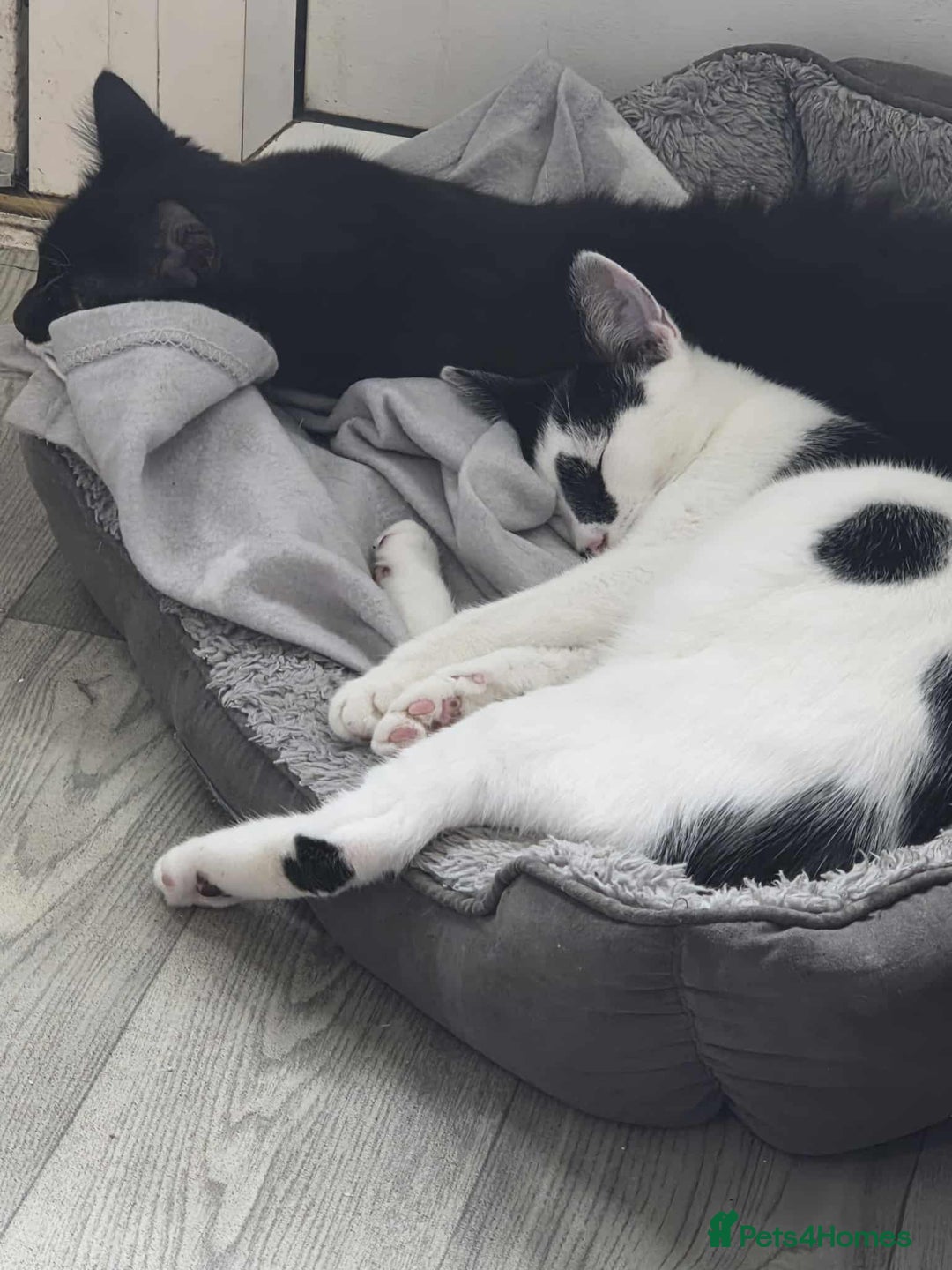 Mixed Breed cats for sale: Bonded 6 month Siblings - Image 2