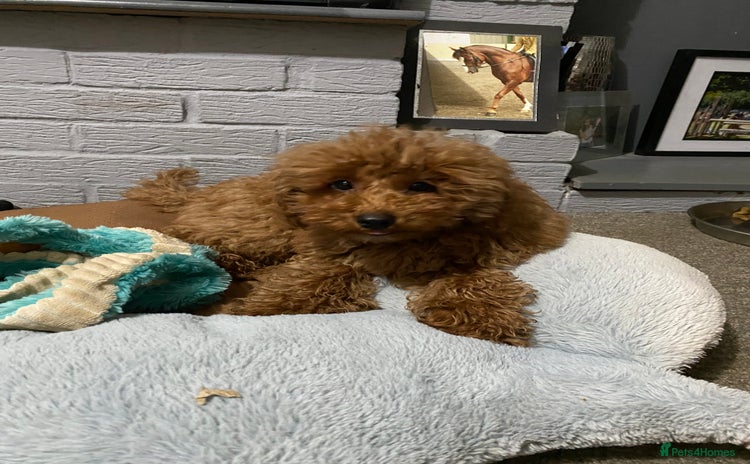 Toy Poodle dogs - Advert 8