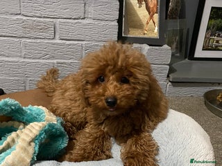 Toy Poodle dogs - Advert 24