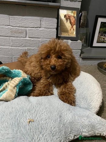 Toy Poodle dogs - Advert 8