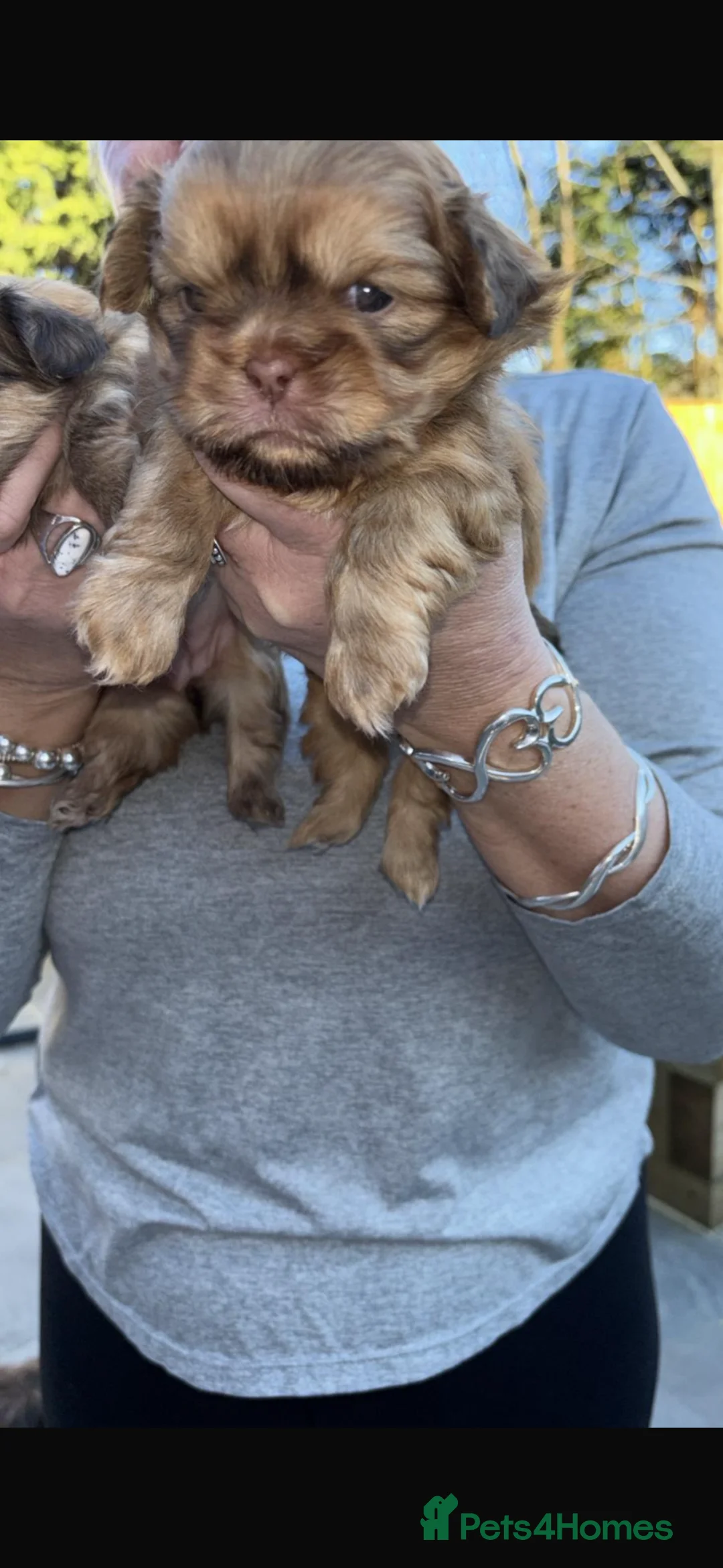 Shih Tzu dogs for sale: Imperial shihtzu puppies  - Advert 2