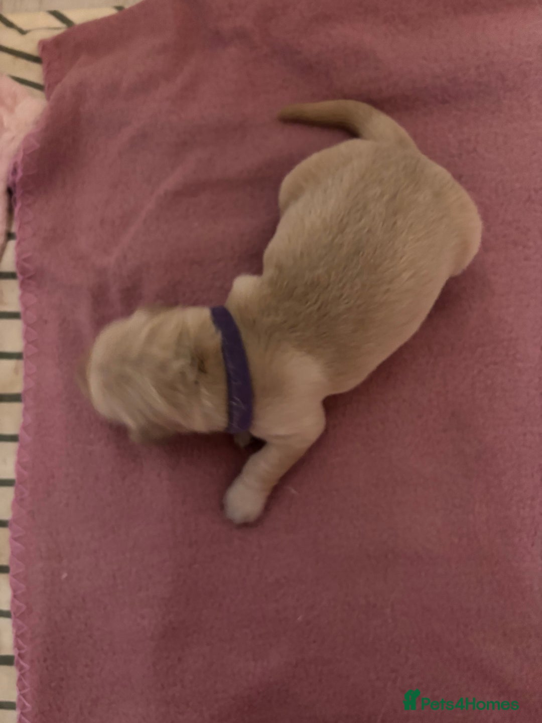 Golden Retriever dogs for sale: KC Registered Golden Retriever Puppies FOR SALE 🐾 - Image 7