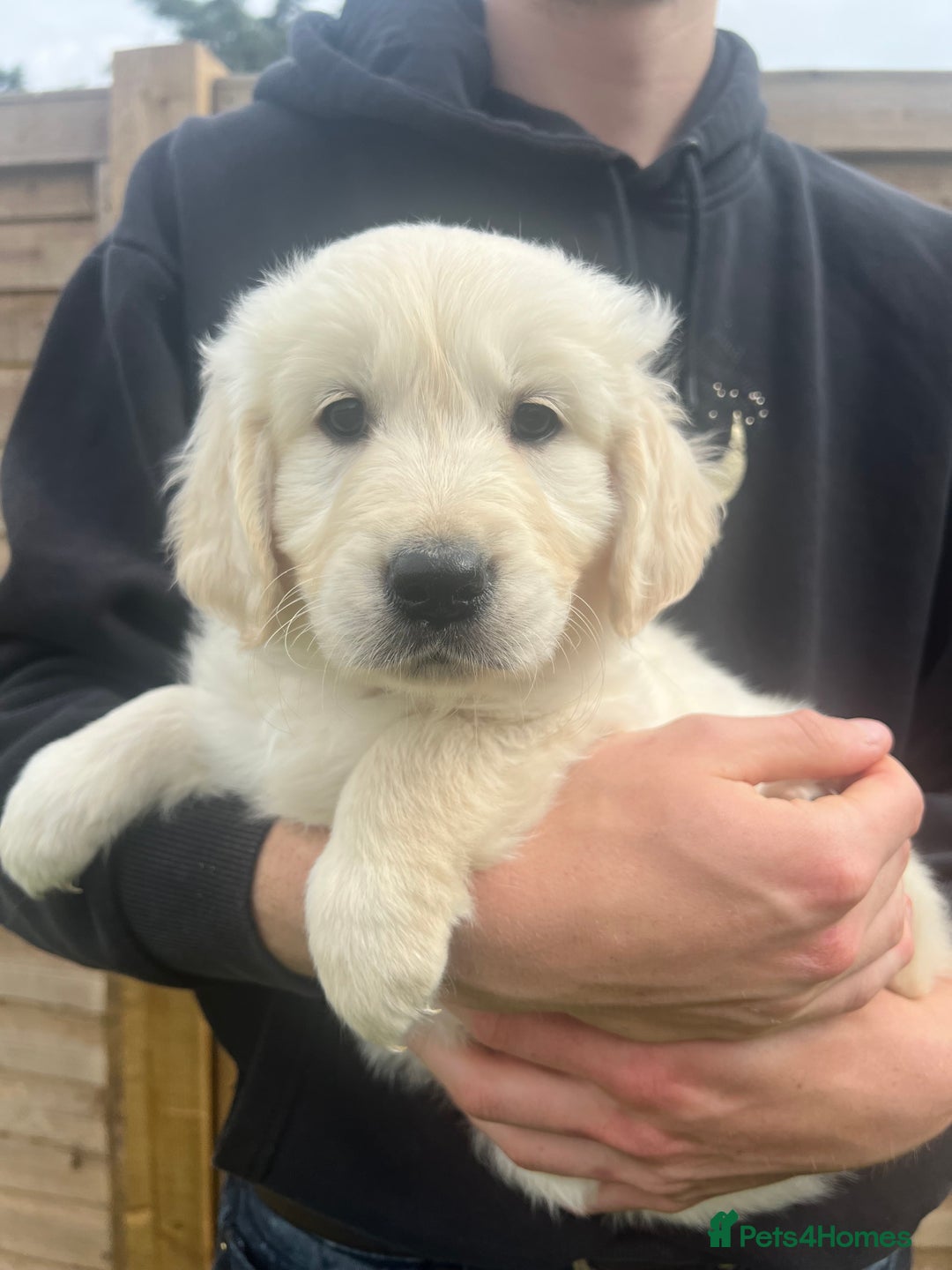 Golden Retriever dogs for sale: Last golden retriever golden boy left in Bedford - Image 5