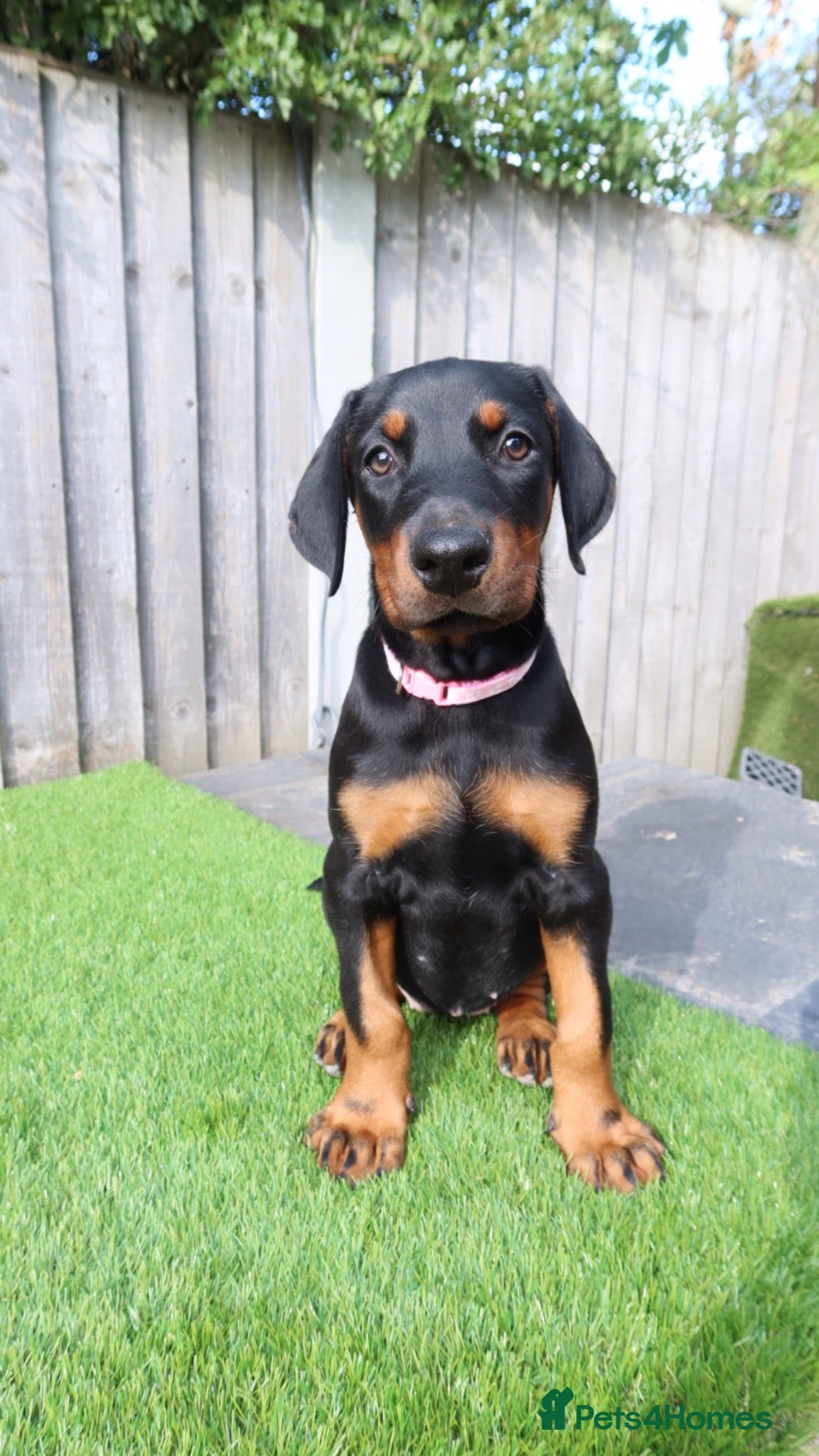 Dobermann dogs 1 Female - Health Tested & Titled Dobermans - Advert 1