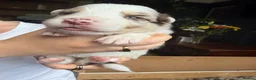 Border Collie dogs for sale: Red & white tri Merle border collie puppies puppy - Advert 11