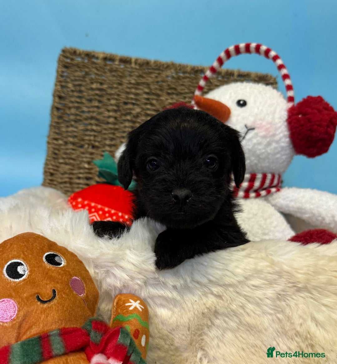 Mixed Breed dogs for sale: Unique Border Terrier X Mini Poodle Puppies! - Advert 11