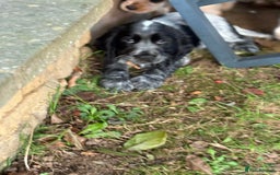 Cocker Spaniel dogs for sale: Stunning show cocker spaniels  - Advert 7