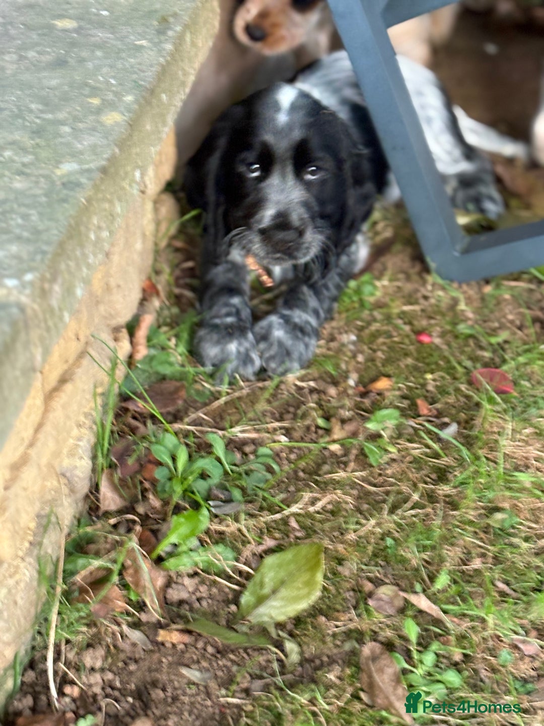 Cocker Spaniel dogs for sale: Stunning show cocker spaniels  - Advert 7