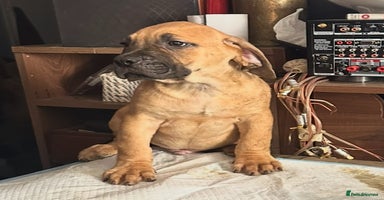 Cane Corso dogs - Advert 2