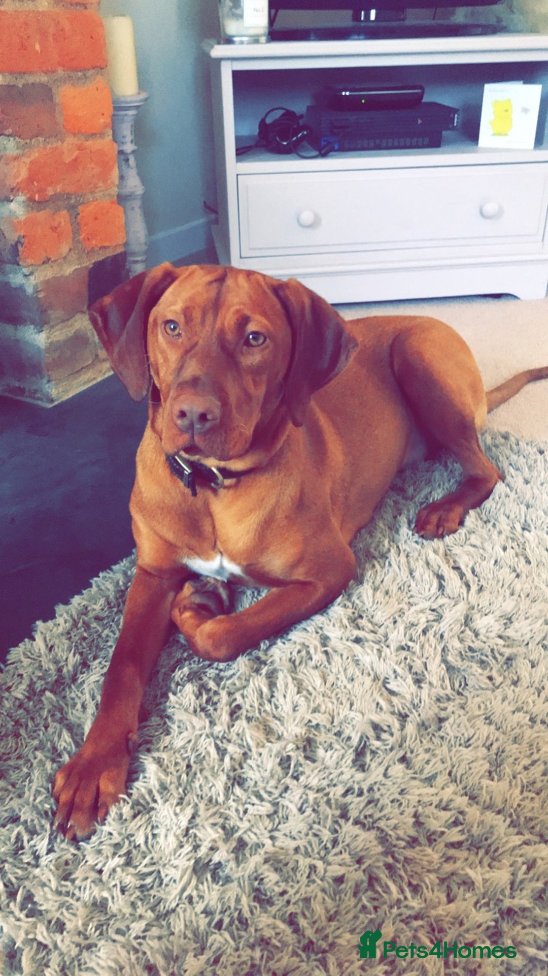 Hungarian Vizsla dogs for sale: Stunning Vizsla Puppies  - Advert 14
