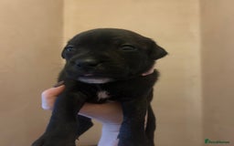 Staffordshire Bull Terrier dogs for sale: 5 staff pups  - Image 19