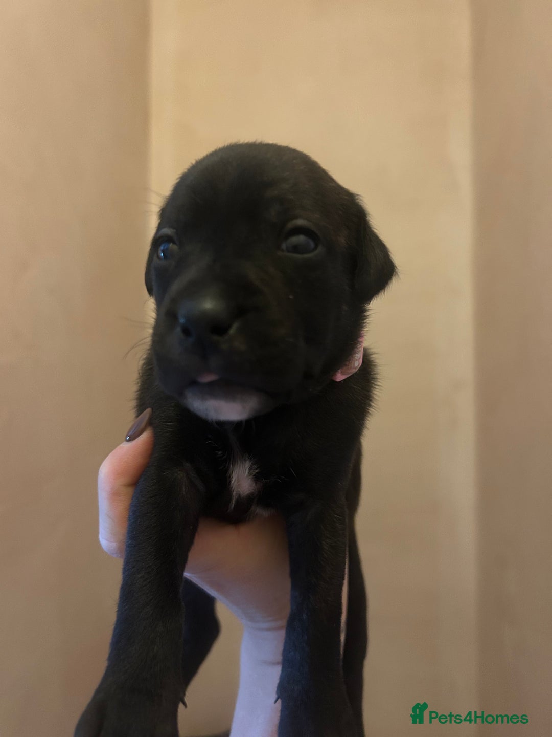 Staffordshire Bull Terrier dogs for sale: 5 staff pups  - Image 19