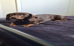 Dachshund dogs for sale: 1 Year Old Miniature Dachshund For Sale - Image 9
