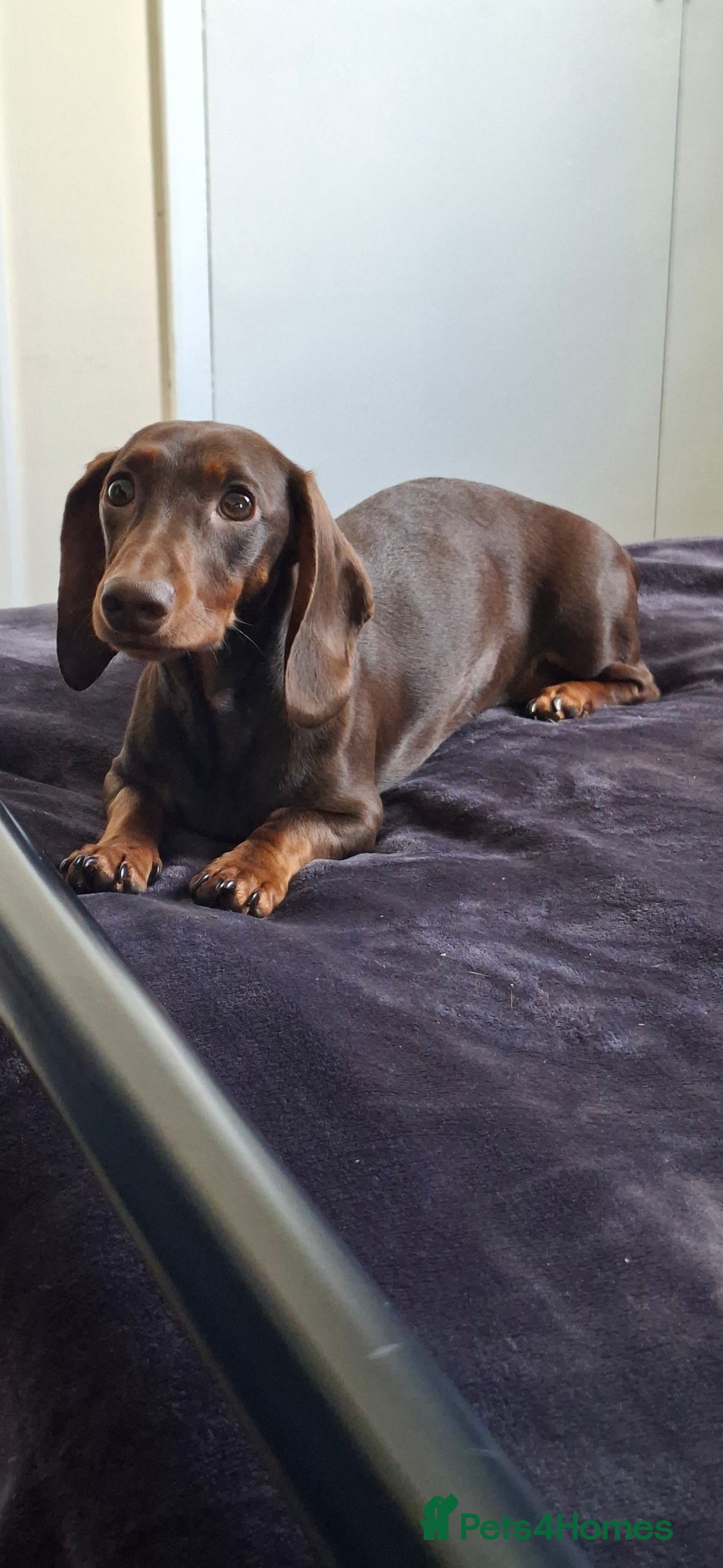 Dachshund dogs for sale: 1 Year Old Miniature Dachshund For Sale - Image 9