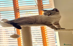 British Shorthair cats for sale: Rare Silver Spotted British Shorthair Kitten - Image 11