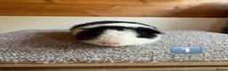 Guinea Pig rodents for sale: Teddy Boars & A Swiss Boar - Advert 2