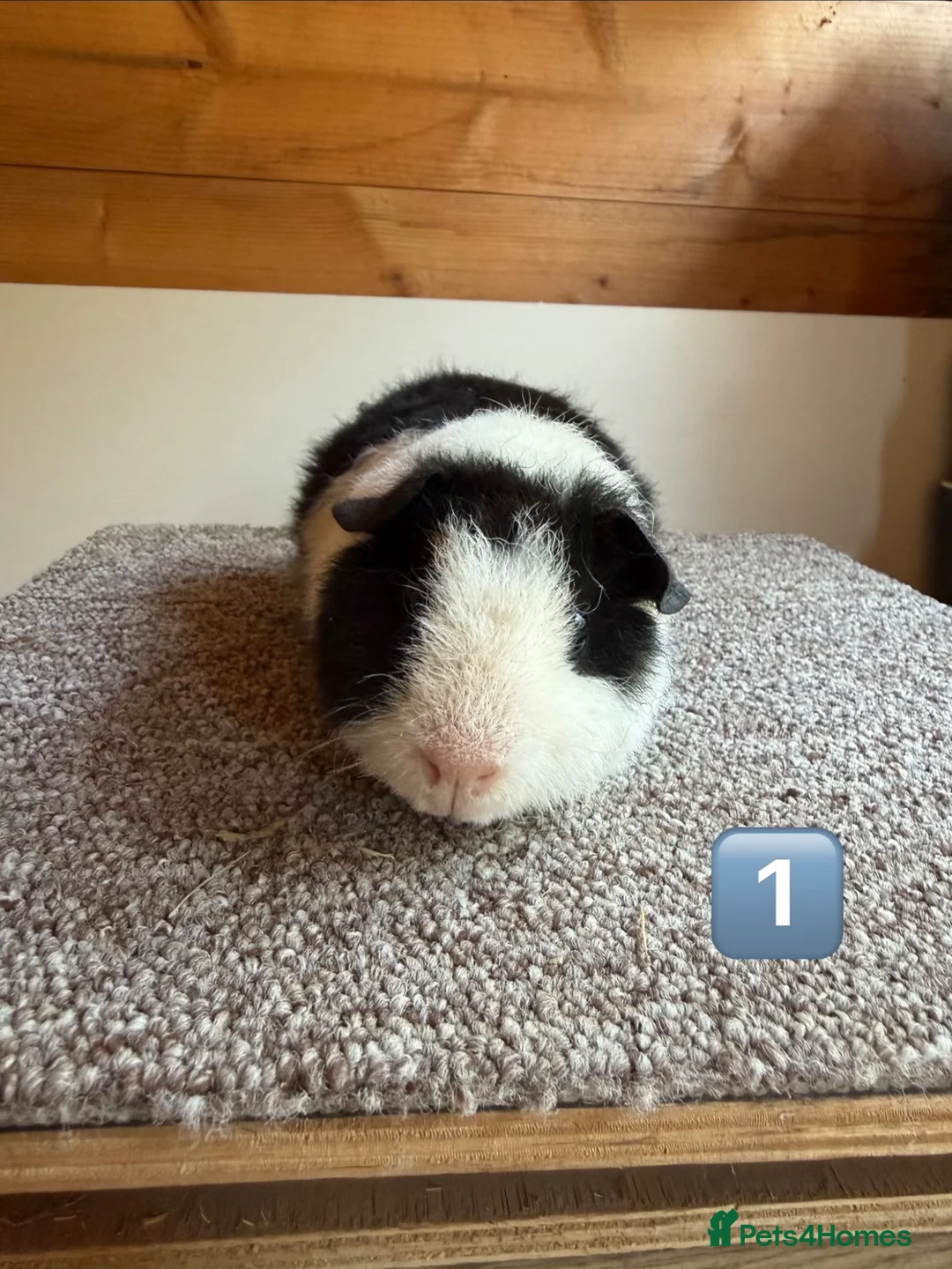 Guinea Pig rodents for sale: Teddy Boars & A Swiss Boar - Advert 2