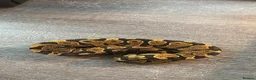 Mixed Breed reptiles for sale: Complete Reptile Setups for Sale with reptile - Advert 2