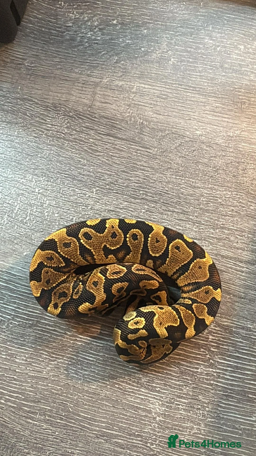 Mixed Breed reptiles for sale: Complete Reptile Setups for Sale with reptile - Advert 2