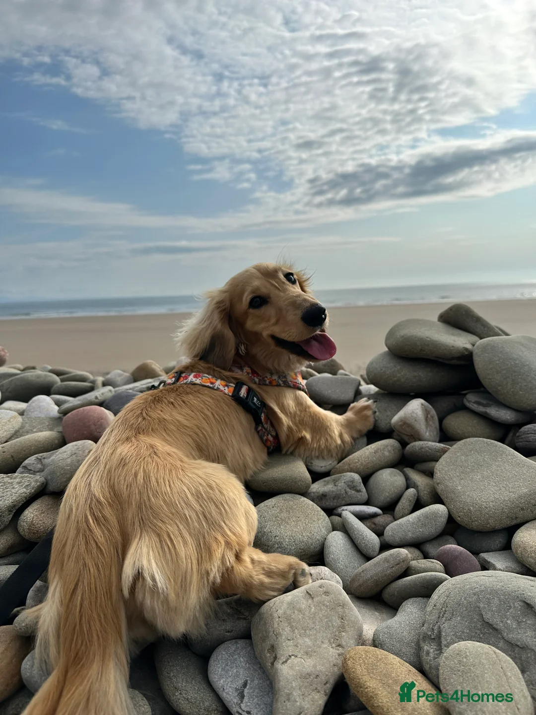 Miniature Dachshund dogs for stud: miniature longhaired dachshund for stud  - Advert 11