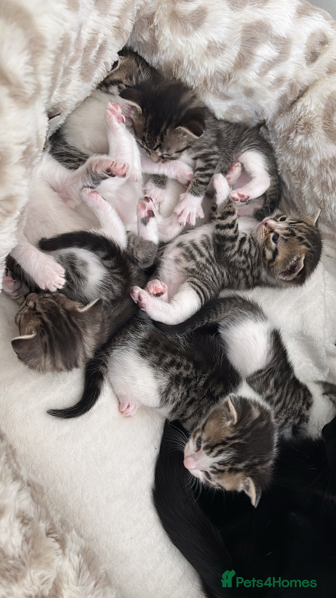 Mixed Breed cats Kittens for sale  - Advert 6