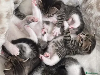 Mixed Breed cats Kittens for sale - Advert 6