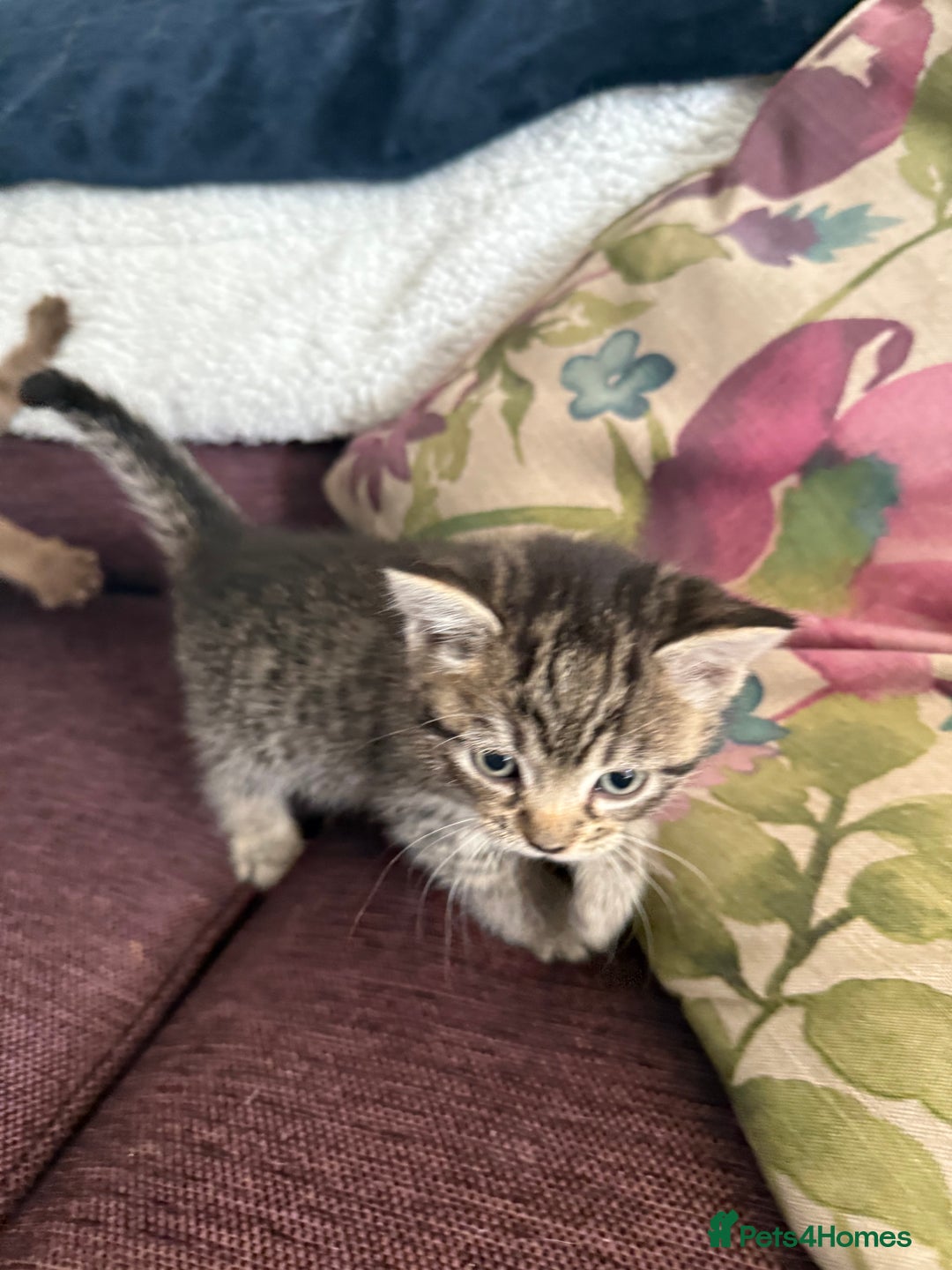 Mixed Breed cats for sale: 4 x Ragdoll mix kitten ready to leave 15/10/25 - Image 11