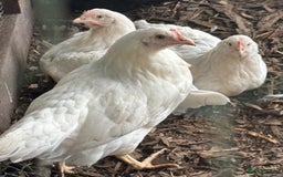 Chickens poultry for sale: Pol hybrid dark, blue and olive egg layers  - Image 14