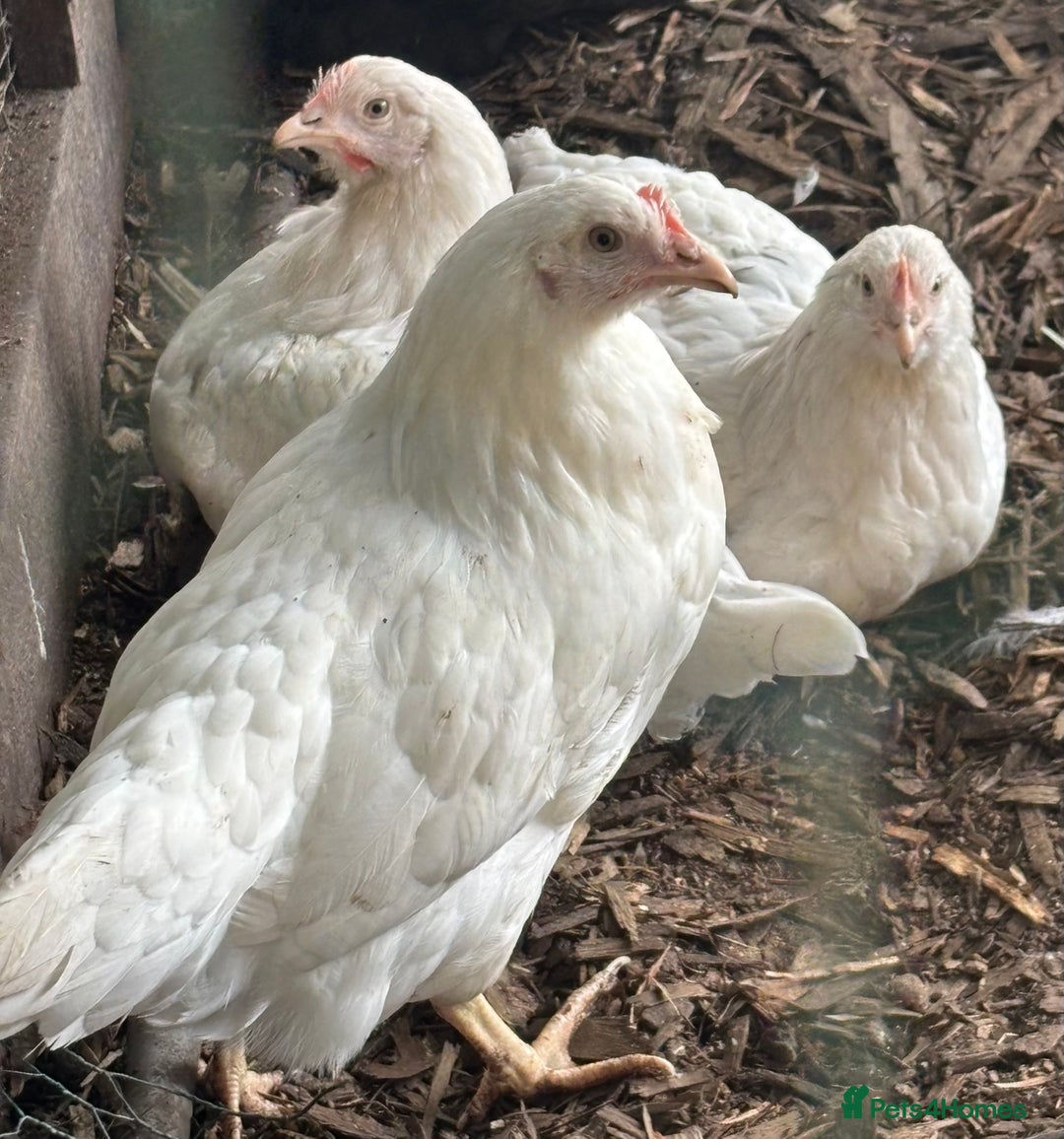 Chickens poultry for sale: Pol hybrid dark, blue and olive egg layers  - Image 14