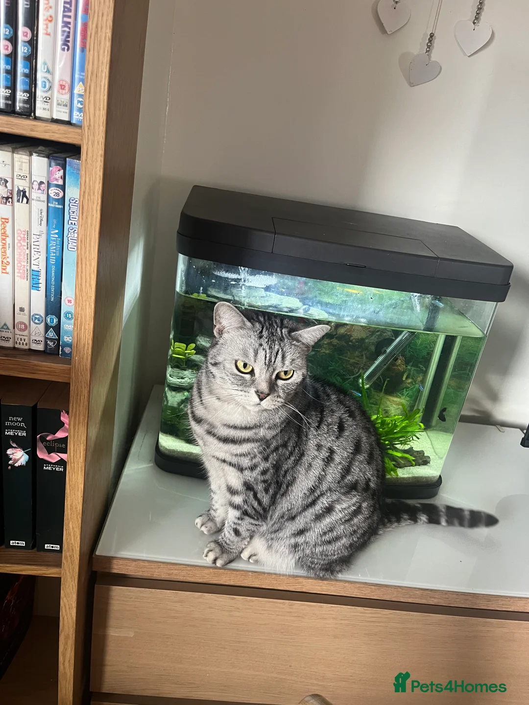 British Shorthair cats for sale: 3 British short hair cats  - Advert 2