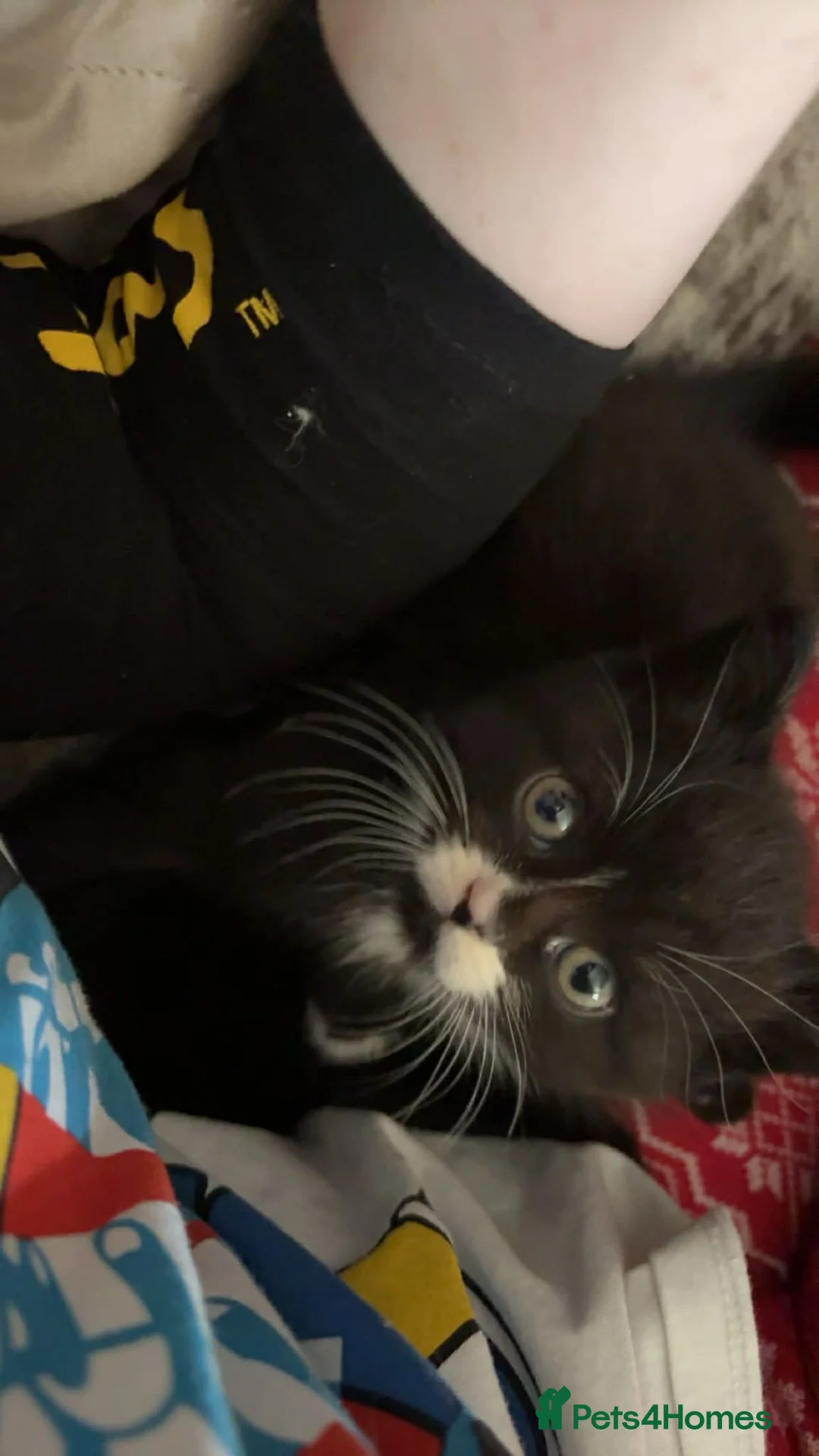 Persian cats for sale: 2x PersianX kittens  - Advert 1