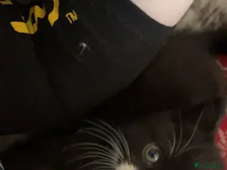 Persian cats 2x PersianX kittens - Advert 1