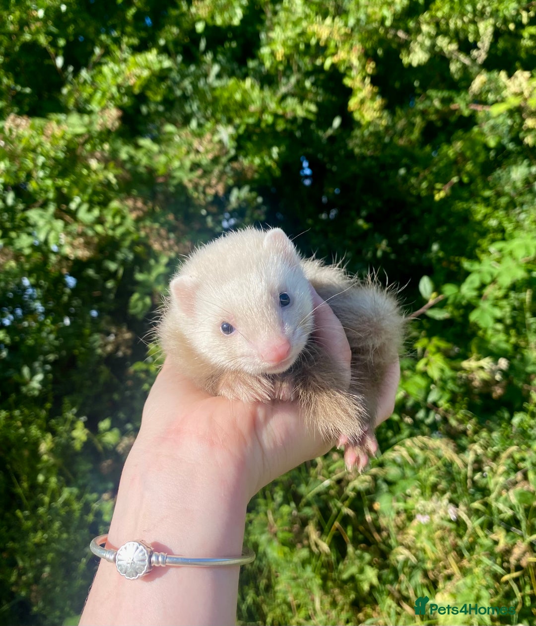 Ferret rodents for sale: Ferret for sale  in Criccieth - Image 3