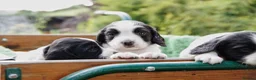 English Springer Spaniel dogs for sale: Working Springer Spaniel Puppies  - Advert 24
