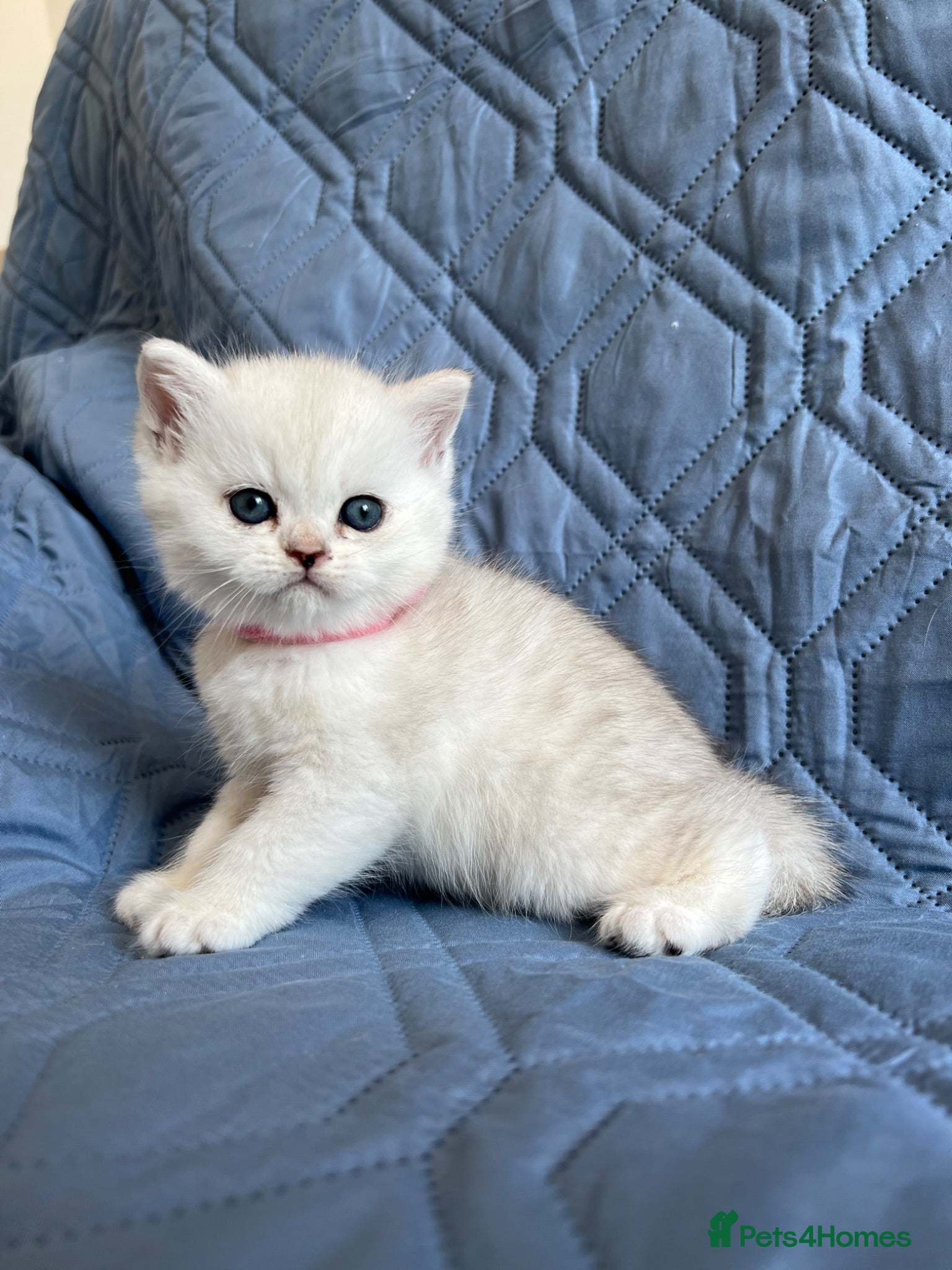 British Shorthair cats Silver pedigree British Shorthair kittens  - Advert 2